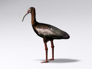 white faced ibis Modèle 3D