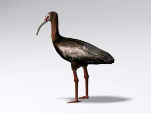 white faced ibis 3D Model