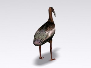 white faced ibis Modèle 3D