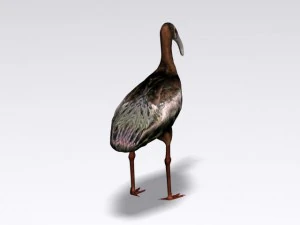white faced ibis 3D Model