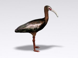 white faced ibis Modèle 3D