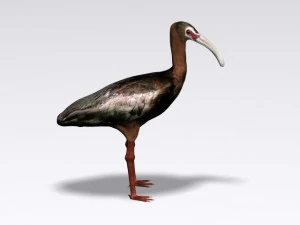 white faced ibis 3D Model
