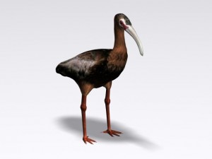 white faced ibis Modèle 3D