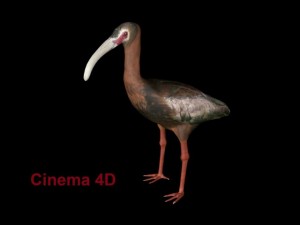 white faced ibis Modèle 3D