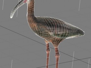 white faced ibis Modèle 3D