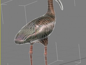 white faced ibis Modèle 3D
