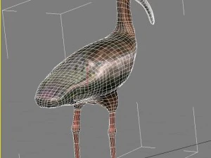 white faced ibis 3D Model