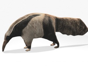anteater Modelo 3D