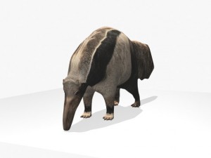 anteater Modèle 3D
