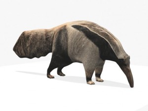 anteater Modèle 3D