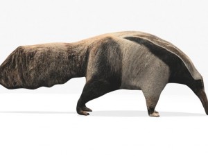 anteater Modèle 3D
