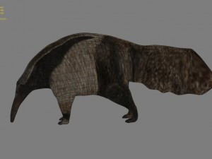 anteater Modèle 3D
