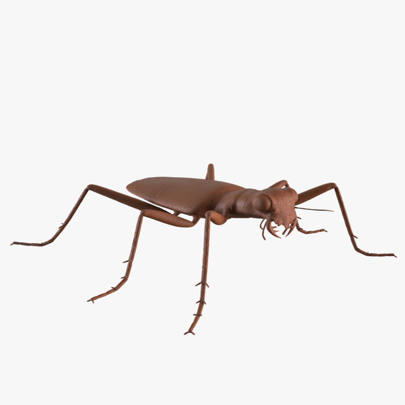Six Spotted Tiger Beetle 3D Print Model .c4d .max .obj .3ds .fbx .stl .blend 
