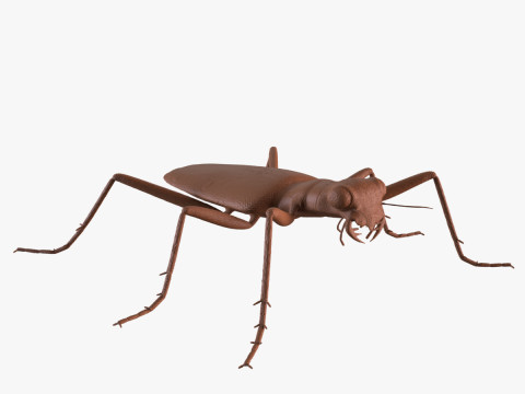 Six Spotted Tiger Beetle 3D Print Model