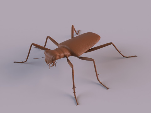 Six Spotted Tiger Beetle 3D Print Model