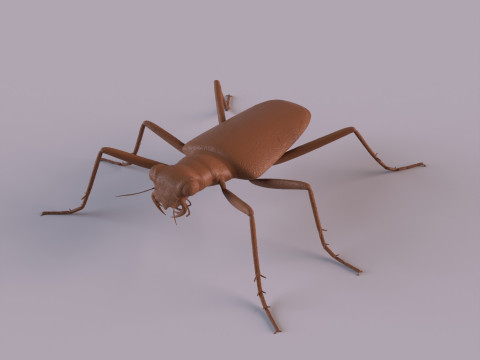 Six Spotted Tiger Beetle 3D Print Model