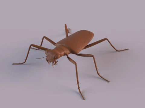 Six Spotted Tiger Beetle 3D Print Model