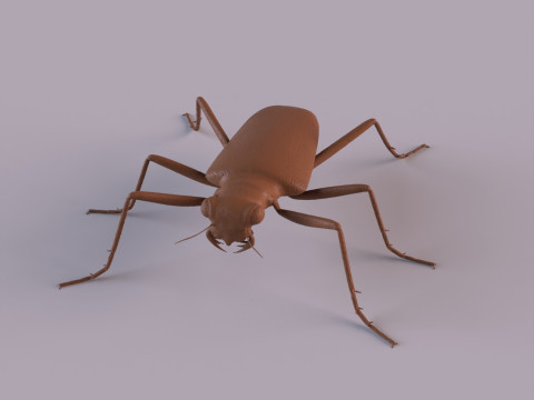 Six Spotted Tiger Beetle 3D Print Model