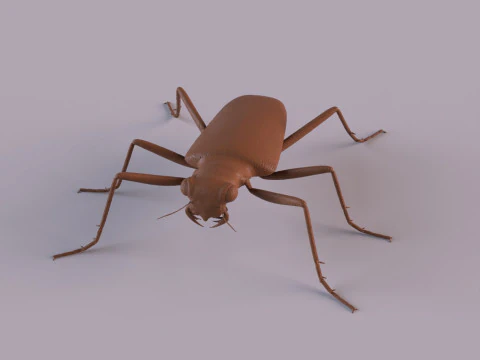 Six Spotted Tiger Beetle 3D Print Model