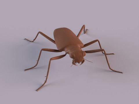 Six Spotted Tiger Beetle 3D Print Model