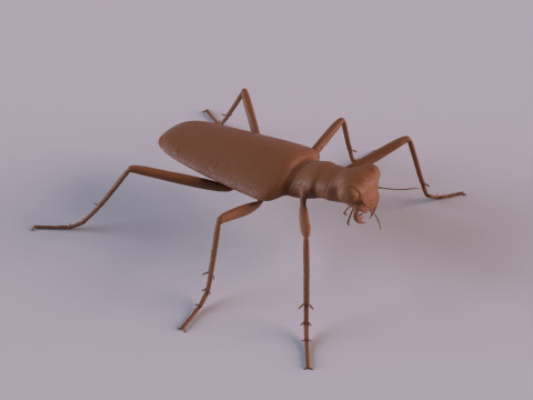 Six Spotted Tiger Beetle 3D Print Model