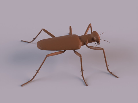 Six Spotted Tiger Beetle 3D Print Model