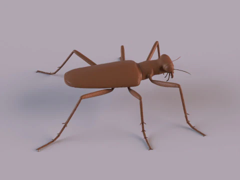 Six Spotted Tiger Beetle 3D Print Model