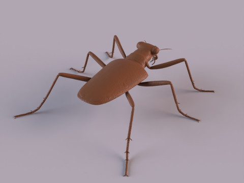 Six Spotted Tiger Beetle 3D Print Model
