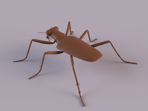 Six Spotted Tiger Beetle 3D Print Model