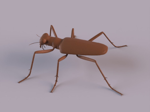 Six Spotted Tiger Beetle 3D Print Model