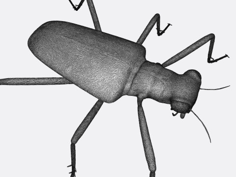 Six Spotted Tiger Beetle 3D Print Model