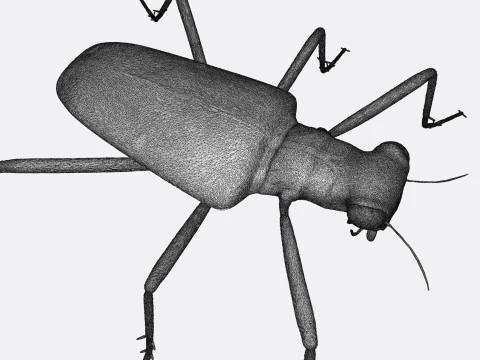 Six Spotted Tiger Beetle 3D Print Model