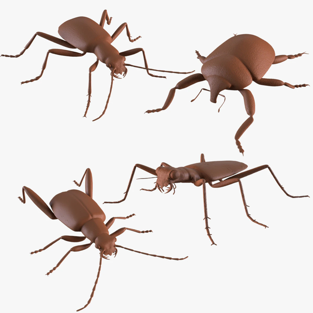 Beetles 3D Print Model .c4d .max .obj .3ds .fbx .stl .blend 