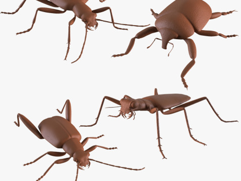 Beetles 3D Print Model