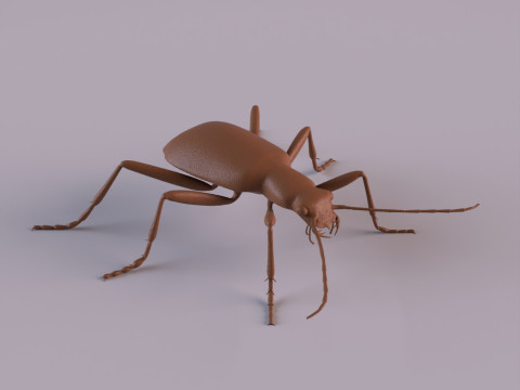 Beetles 3D 프린트 모델