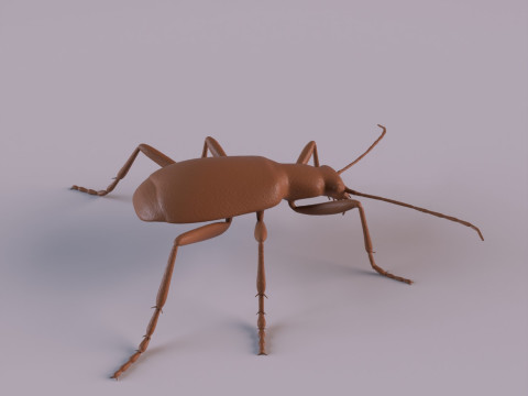 Beetles 3D 프린트 모델
