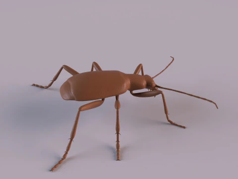 Beetles 3D Print Model