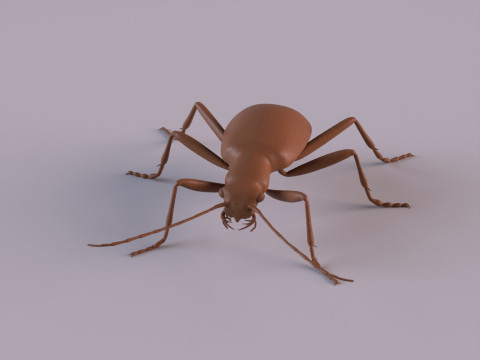 Beetles 3D 프린트 모델