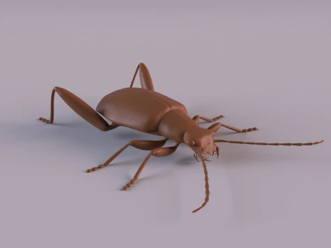 Beetles 3D Print Model