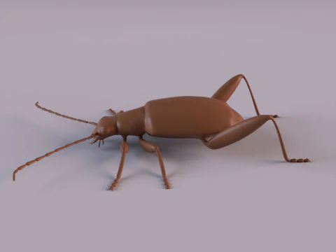 Beetles 3D Print Model