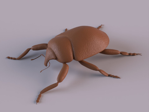 Beetles 3D 프린트 모델