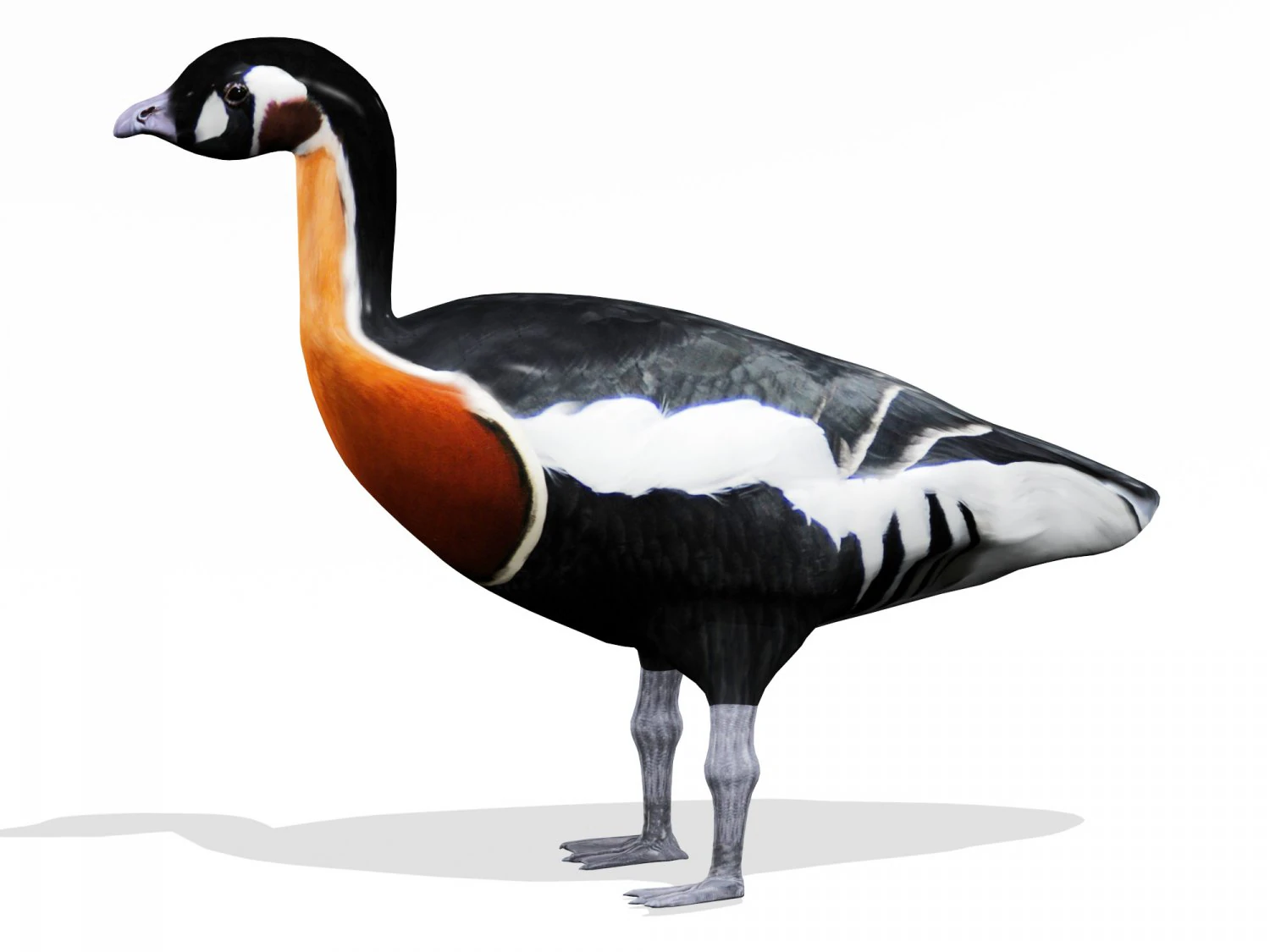 red breasted goose 3D Model .c4d .max .obj .3ds .fbx .stl .blend