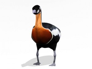 red breasted goose Modèle 3D