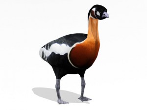red breasted goose Modèle 3D