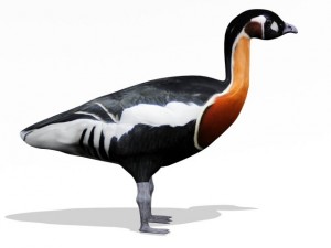 red breasted goose Modèle 3D