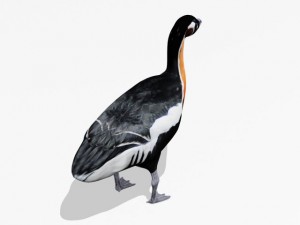 red breasted goose Modèle 3D