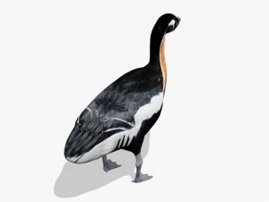 red breasted goose 3D Model
