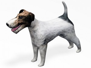 fox terrier 3D Model
