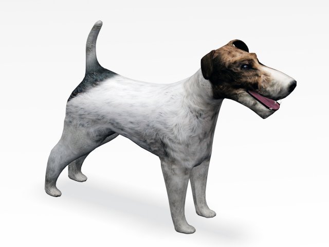 fox terrier 3D Model in Dog 3DExport