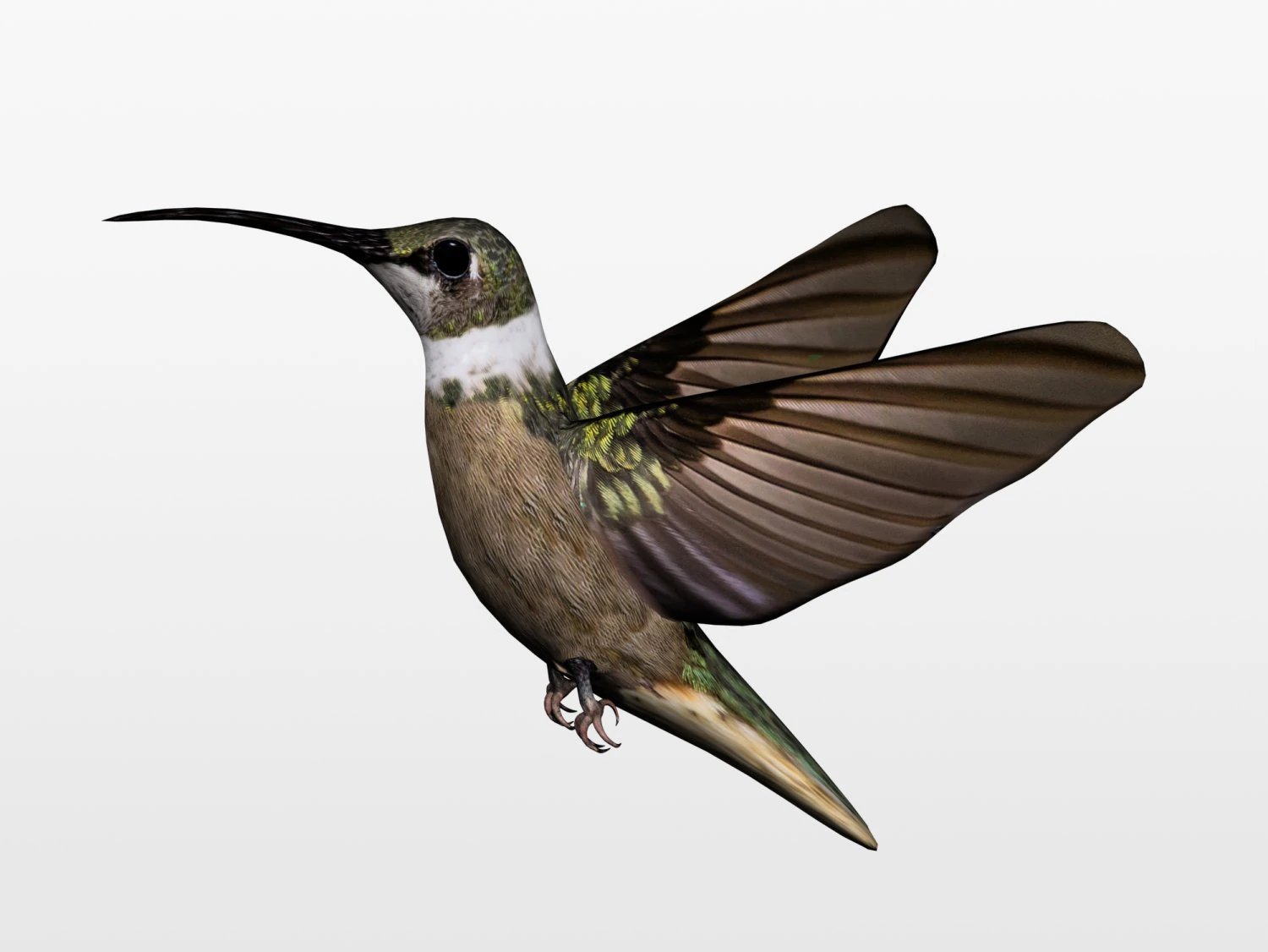 colibr&igrave; Modello 3D .c4d .max .obj .3ds .fbx .stl .blend 